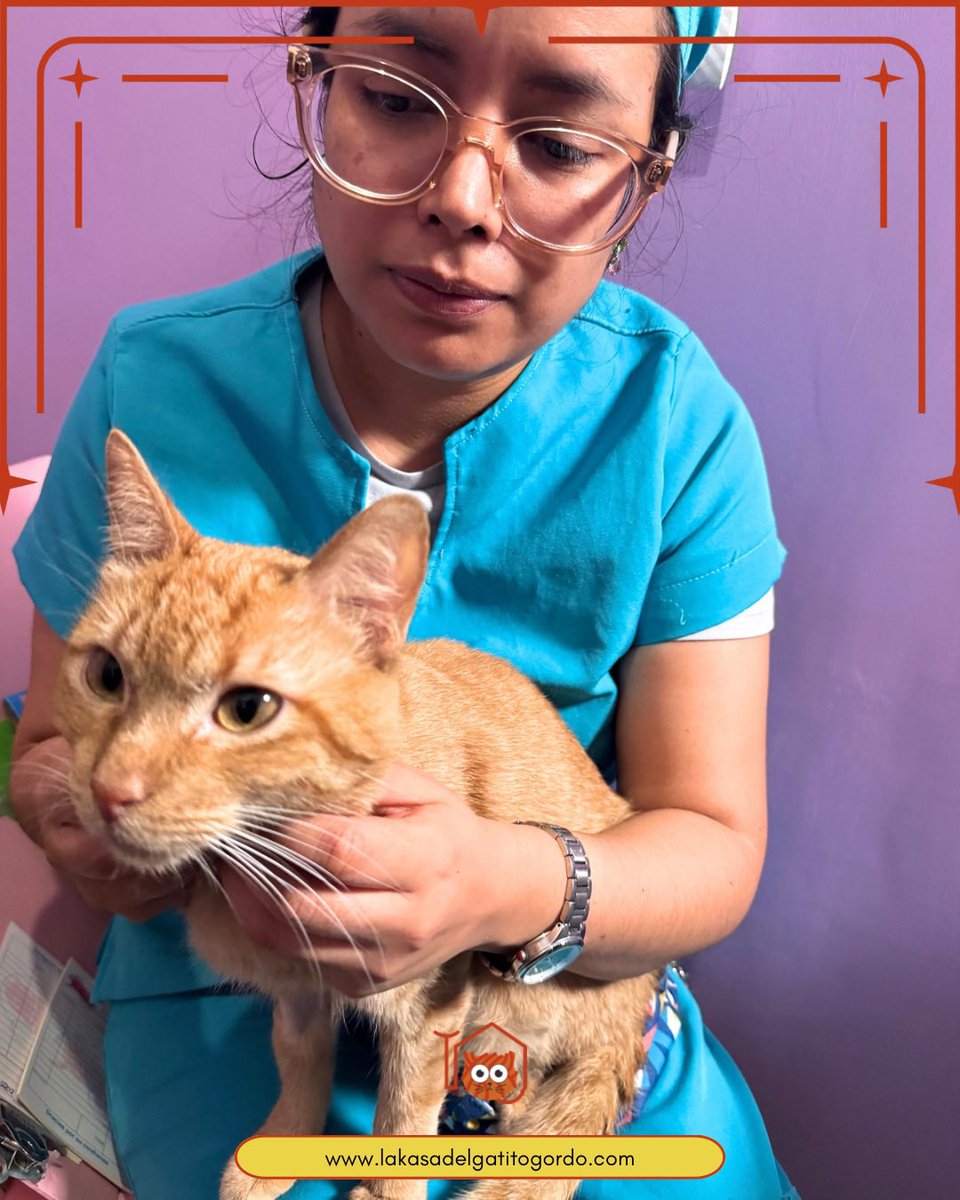 LA KASA DEL GATITO GORDO tweet media
