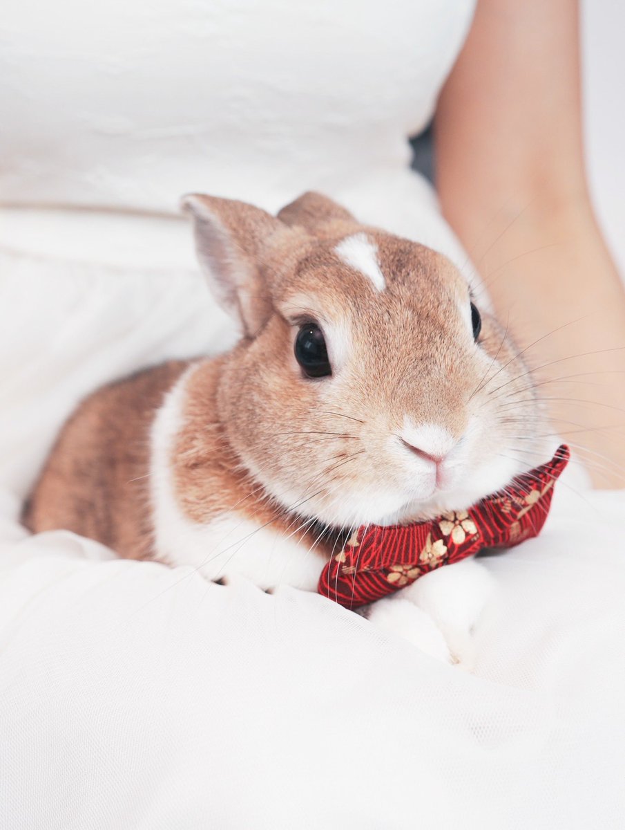 Diccc0213's tweet photo. 🎂🐰こころちゃん4歳の誕生日おめでとう
台湾で出会ってからずっと一緒。
どんなに疲れても、心心が待ってると思うとすぐ帰りたくなる。
泣いてる時もそっとそばにいてくれる、ほんとに癒しの存在。
これからもずっと元気でいてね、大好きだよ🤍🎉
#プロ野球　#野球応援
#スティッチ　#冼迪琦 #うさぎ https://t.co/h4GvWe5tda