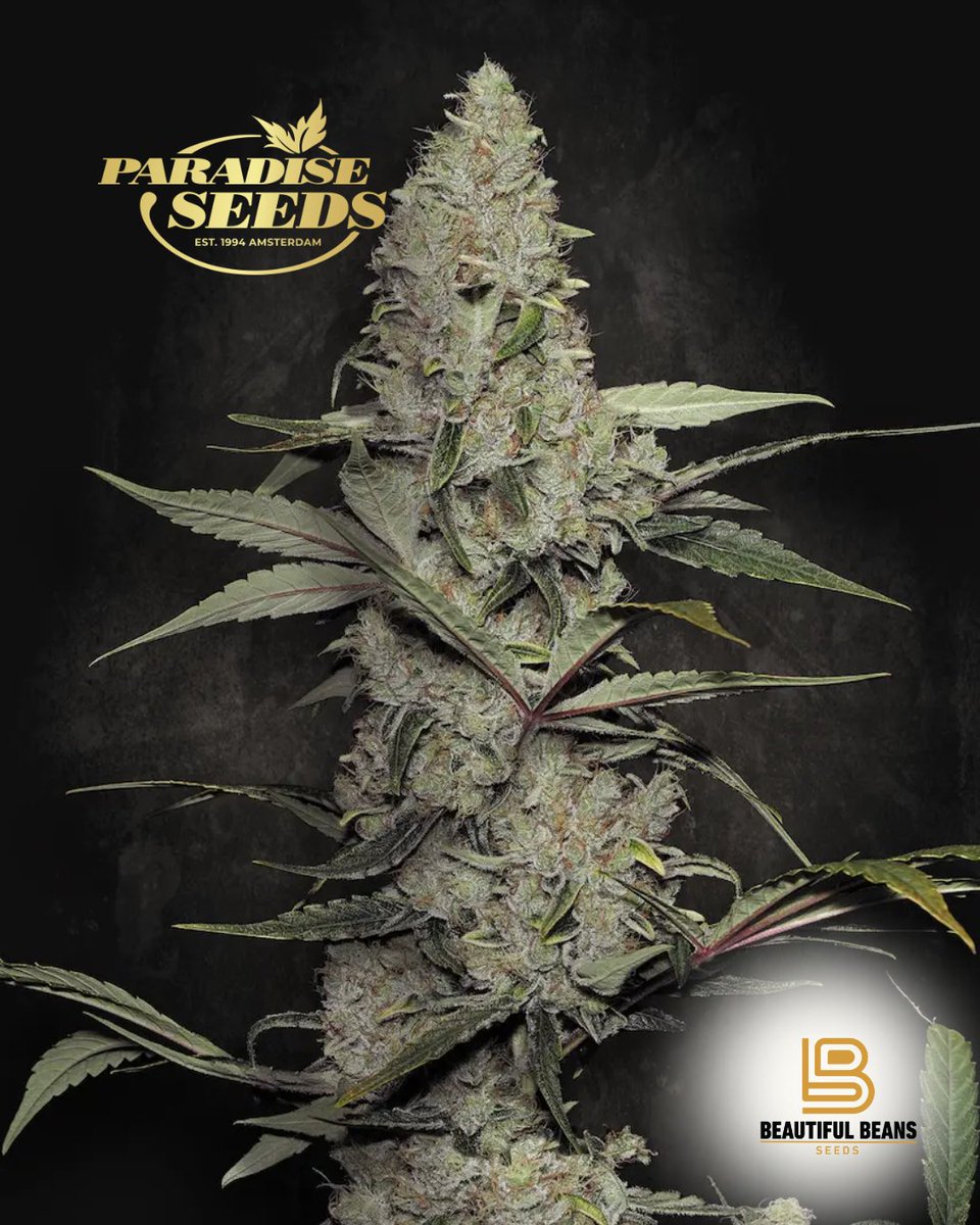 Beautiful Beans Seeds tweet media