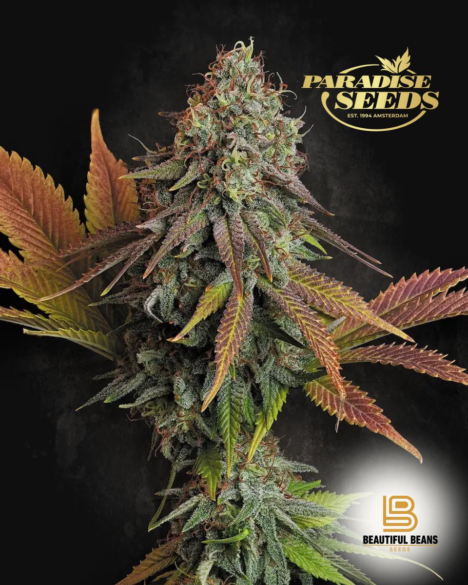 Beautiful Beans Seeds tweet media