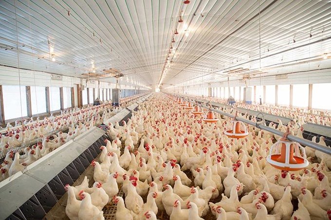 diharagirimana's tweet image. You can make money with modern #poultry with no stress. 
Nowadays, modern broiler farming is more profitable than ever. Do you agree?