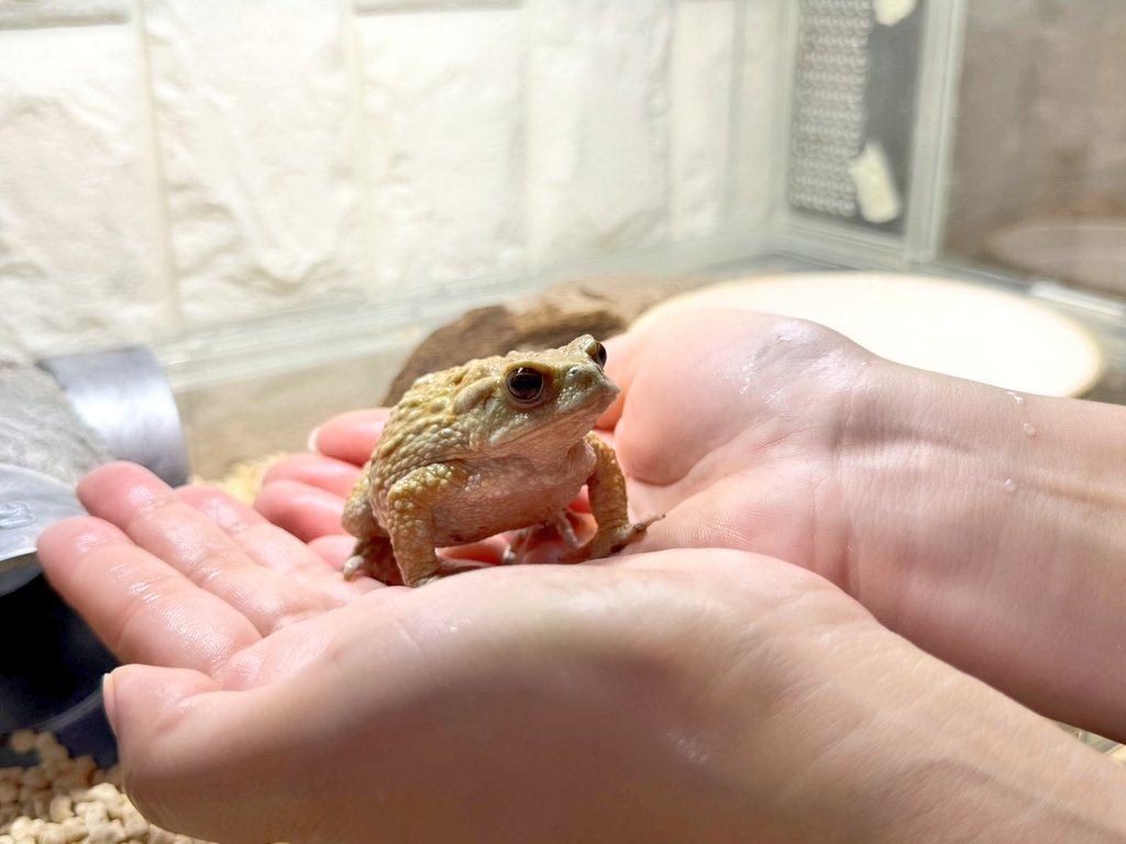 モリコフたなか tweet media