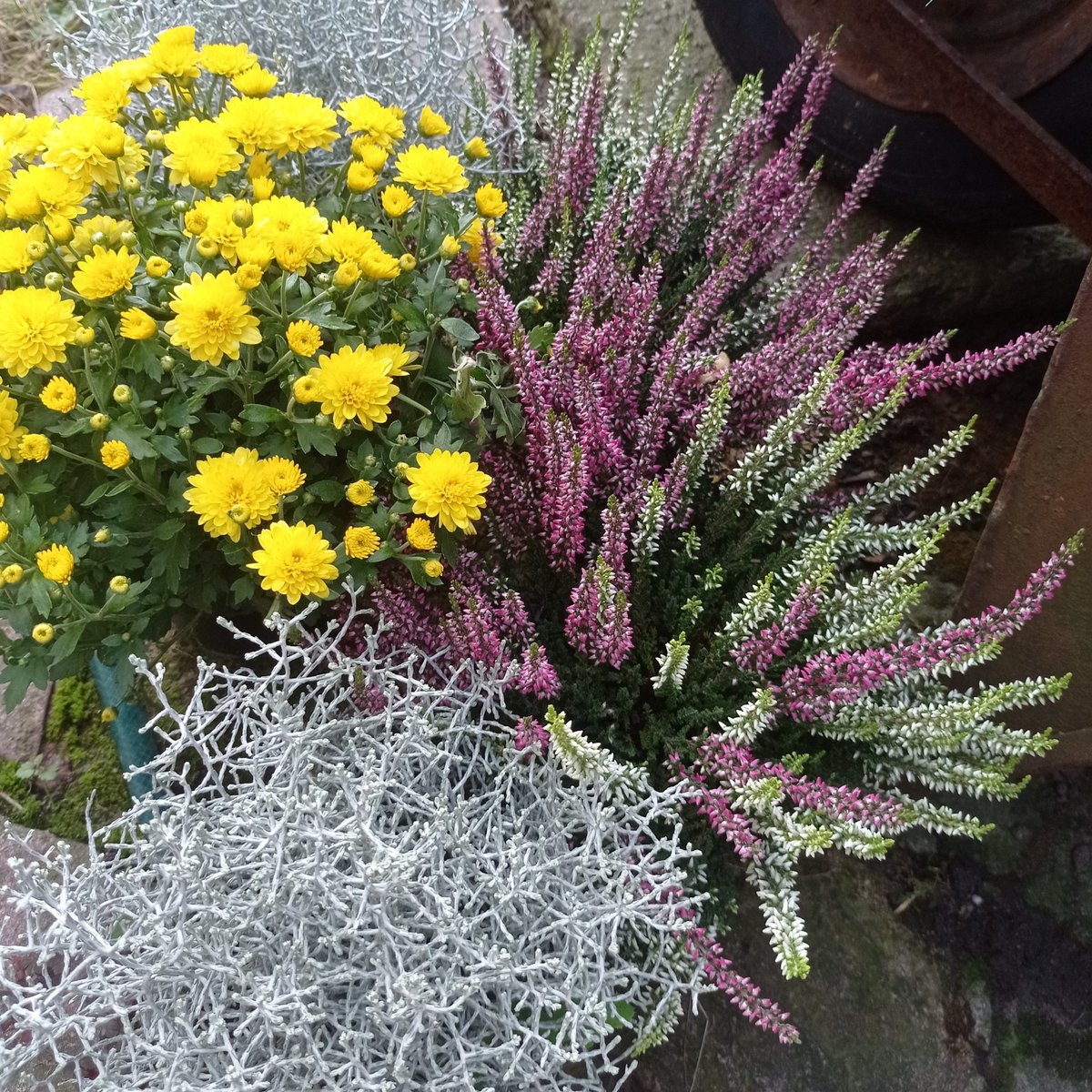 Dzień dobry we wtorek 🫡
Zimno jak ślag 🙈😱
Ale do wiosny coraz bliżej ☝️
Wszystkim jubilatom i  solenizantom z okazji ich dzisiejszych uroczystości, najlepsze życzenia 😁👍
Zdrowia i wytrwałości 💪👏👏