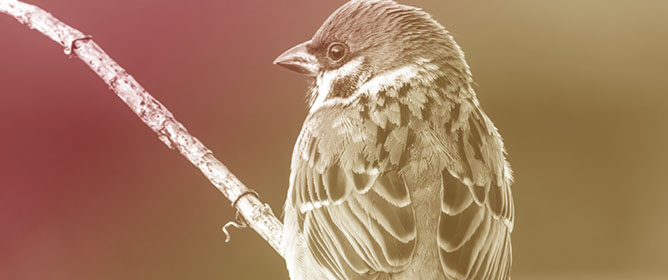 🚀 New Research Alert!🚀
Assessing Parasite Prevalence and Health Status of the Eurasian Tree Sparrow (Passer montanus) in Green Urban Areas of a Southern European City
📷mdpi.com/3451796
#OpenAccess #birds