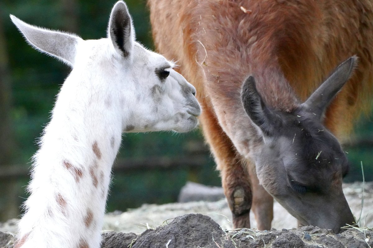 fuji_safari1980's tweet image. じーーーーーーーっと👀

食事中のラマを見つめ続ける #ラマ🍂
一緒に食べたいのかな？🤤

#llama #富士サファリパーク   fujisafari.co.jp/animal-safari/…