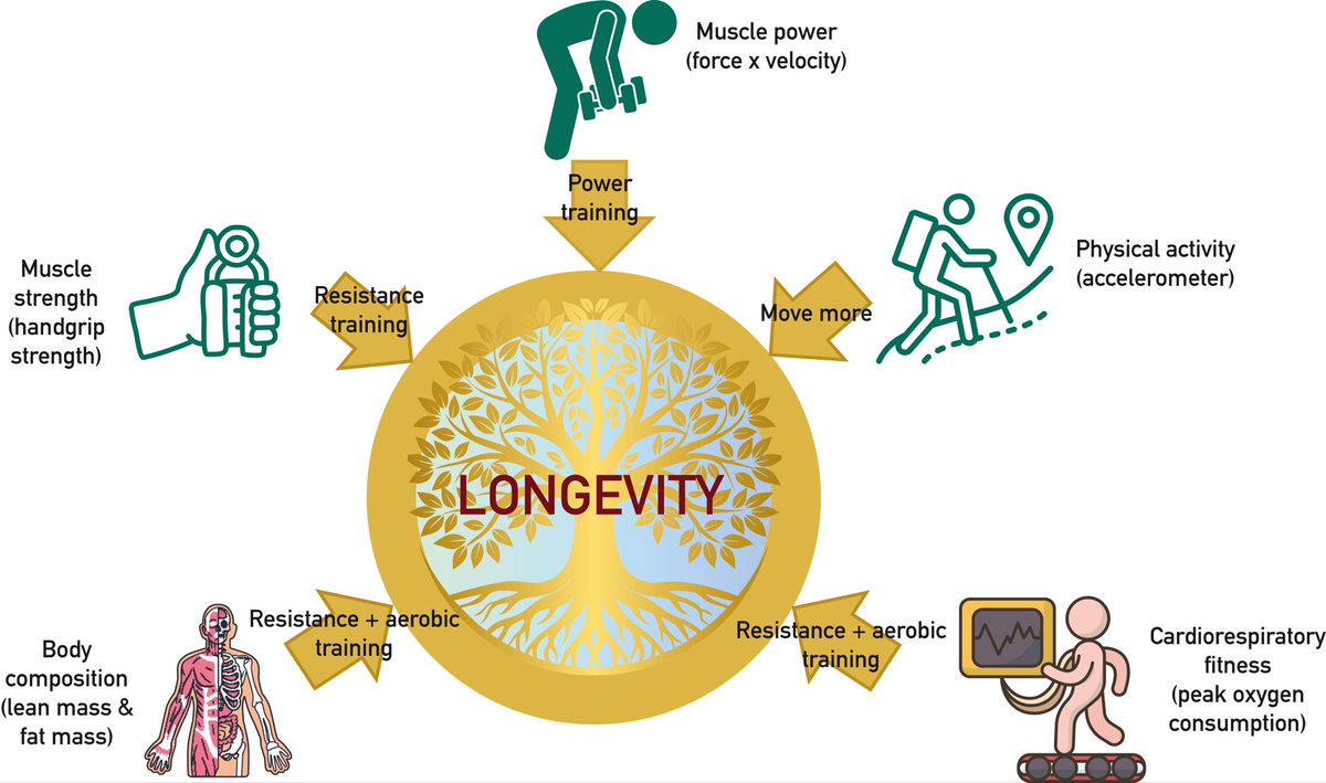 Muscle Power Vs Strength as a Predictor of Mortality"

Relative muscle power 👉 a stronger predictor of mortality than relative strength in middle-aged and older men and women

#longevity #strength #muscle #health #power

pubmed.ncbi.nlm.nih.gov/40754395/

pubmed.ncbi.nlm.nih.gov/40304660/