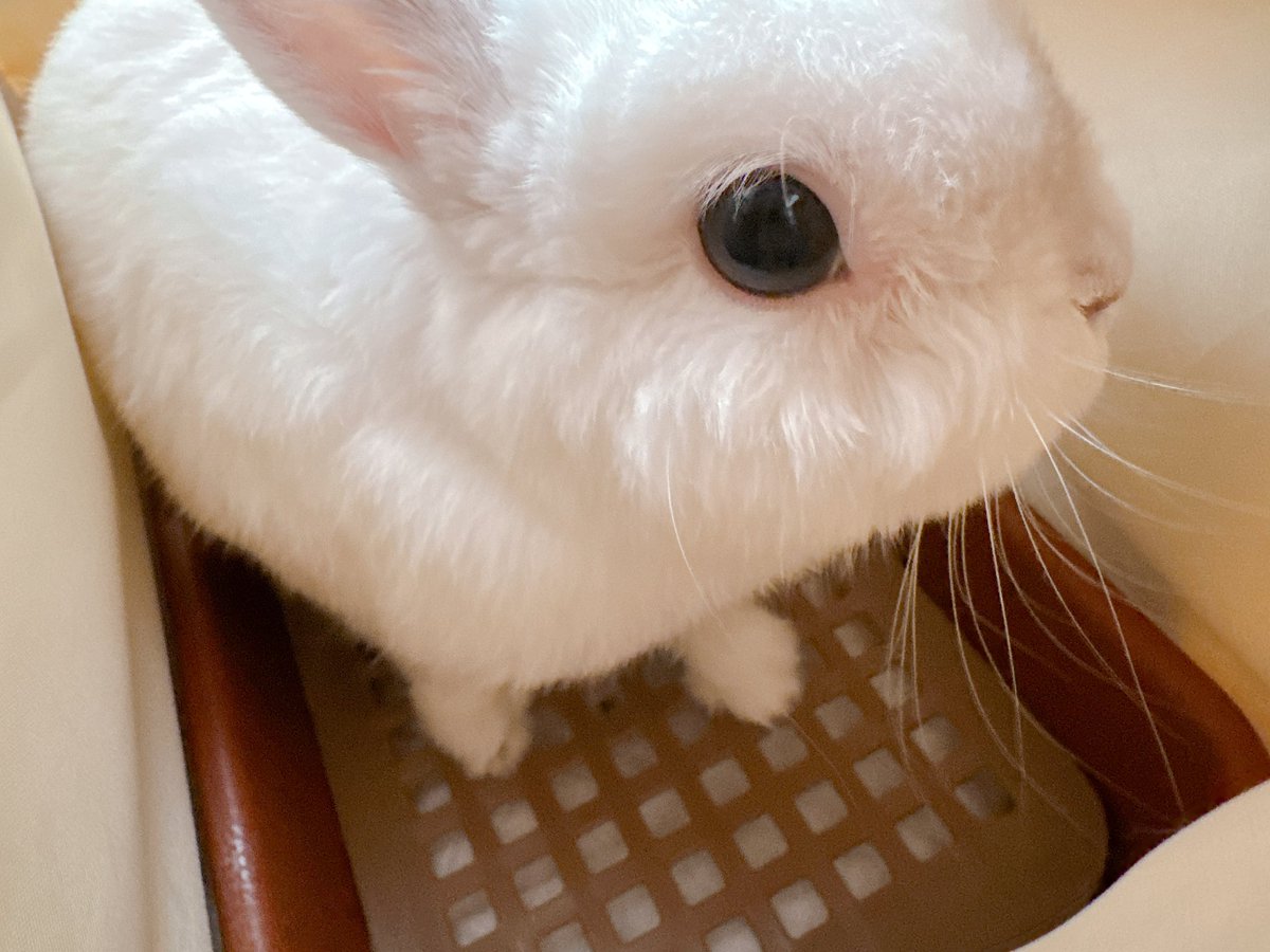 餅ママ🐇 tweet media