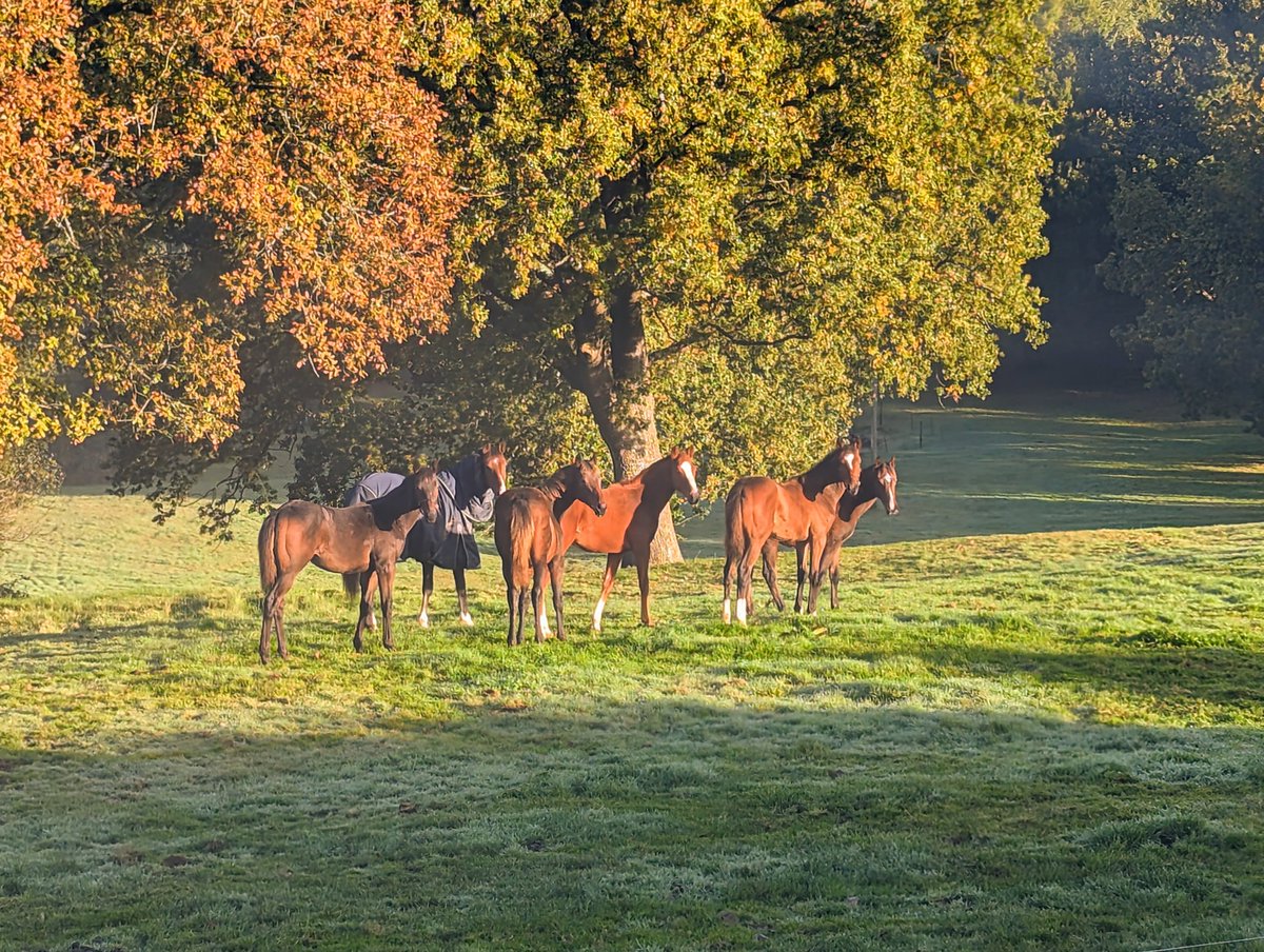 JessWestwood's tweet photo. Autumn mornings give the best views on days like today! #Foals #Autumn #DragonSymbol #sergieprokofiev #stradivarius #DiamondBoy https://t.co/dhZehXL9SX