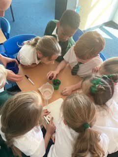 Y3 conducted a scientific experiment! They explored how water transports up the stem of the plant. Each group used different length stems to explore and observe changes. 🌿