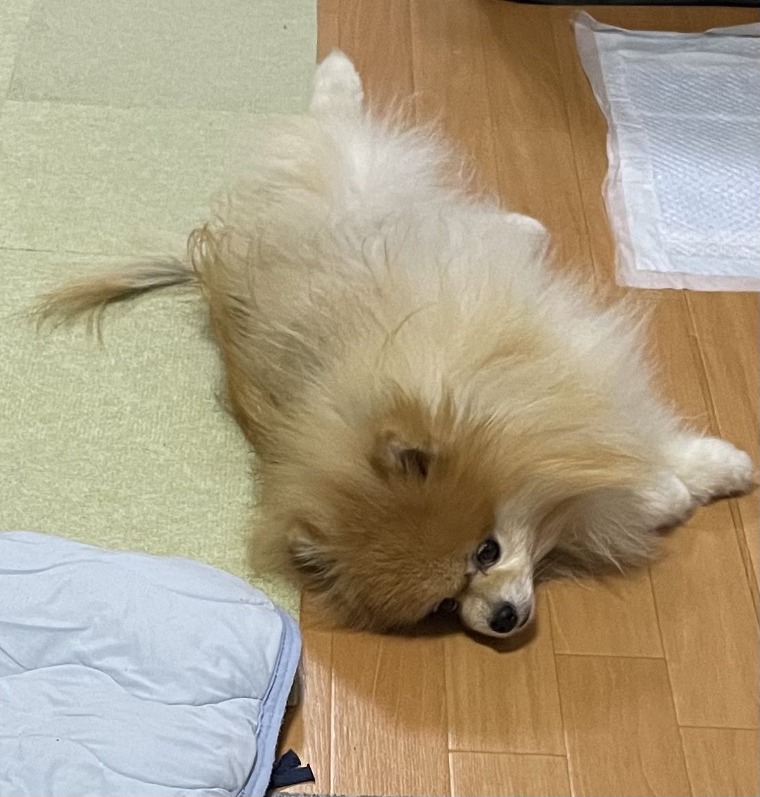 橘紫夕@でかポメ&ちびポメ (@tachibana_shiu) / Posts / X