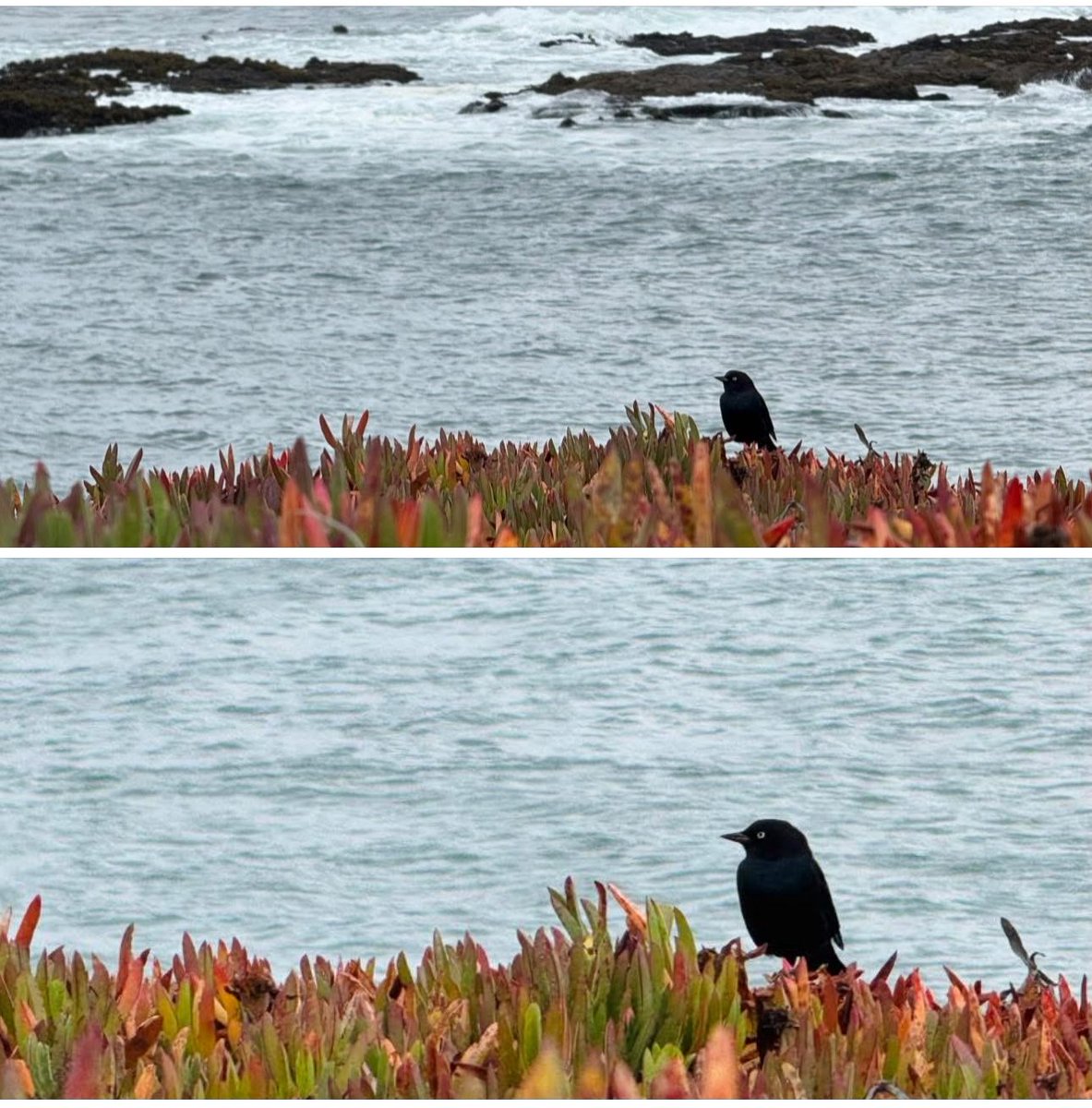 《鸟儿与海》 向莉摄影 2025.9.29
