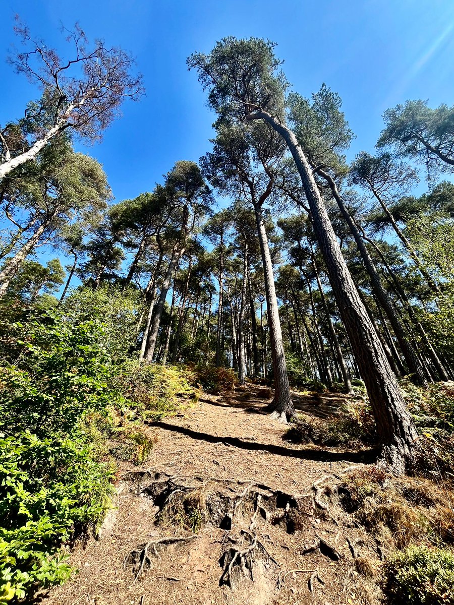 📸 ~ More of a #TallTrunkTuesday than a 
#thicktrunktuesday this week! 🍃🌳🍃

Hope you all have a great day ahead! 💚