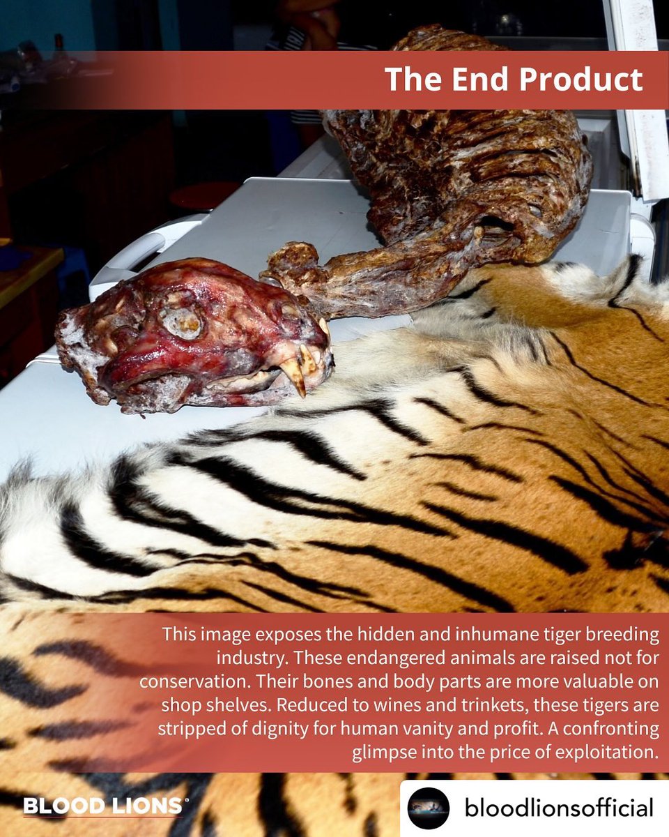 Morning ☕️ ..  #tigers #farmed #bones #parts  RT