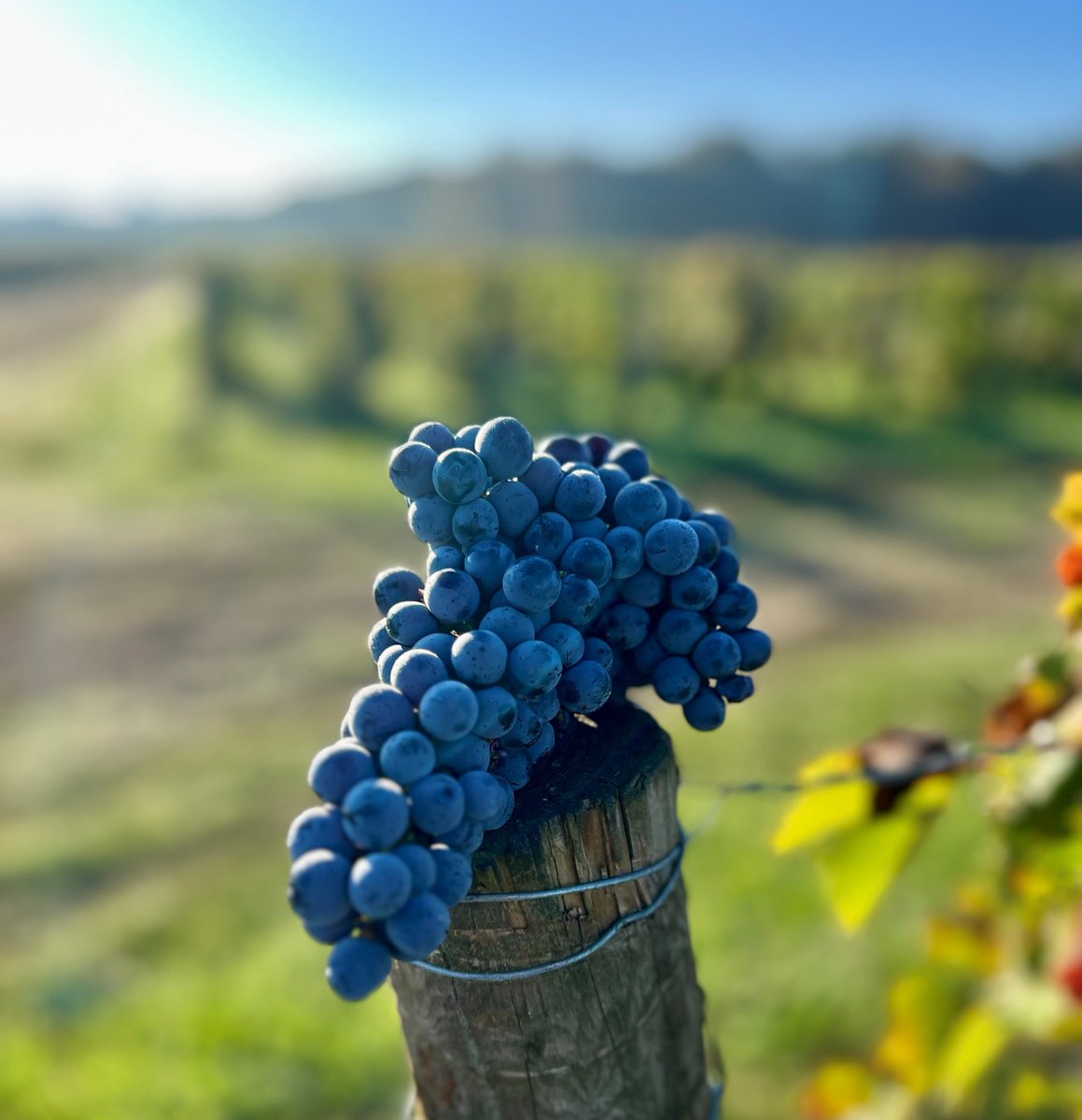 MalarticLagrav's tweet image. The curtain has fallen on the 2025 harvest! ✨
A huge thank you to the entire team for their patience and motivation. Now it&apos;s up to the cellar teams to bring out the best in this promising vintage🍷

#harvest2025 #2025vintage #pessacleognan #famillebonnie #redwine