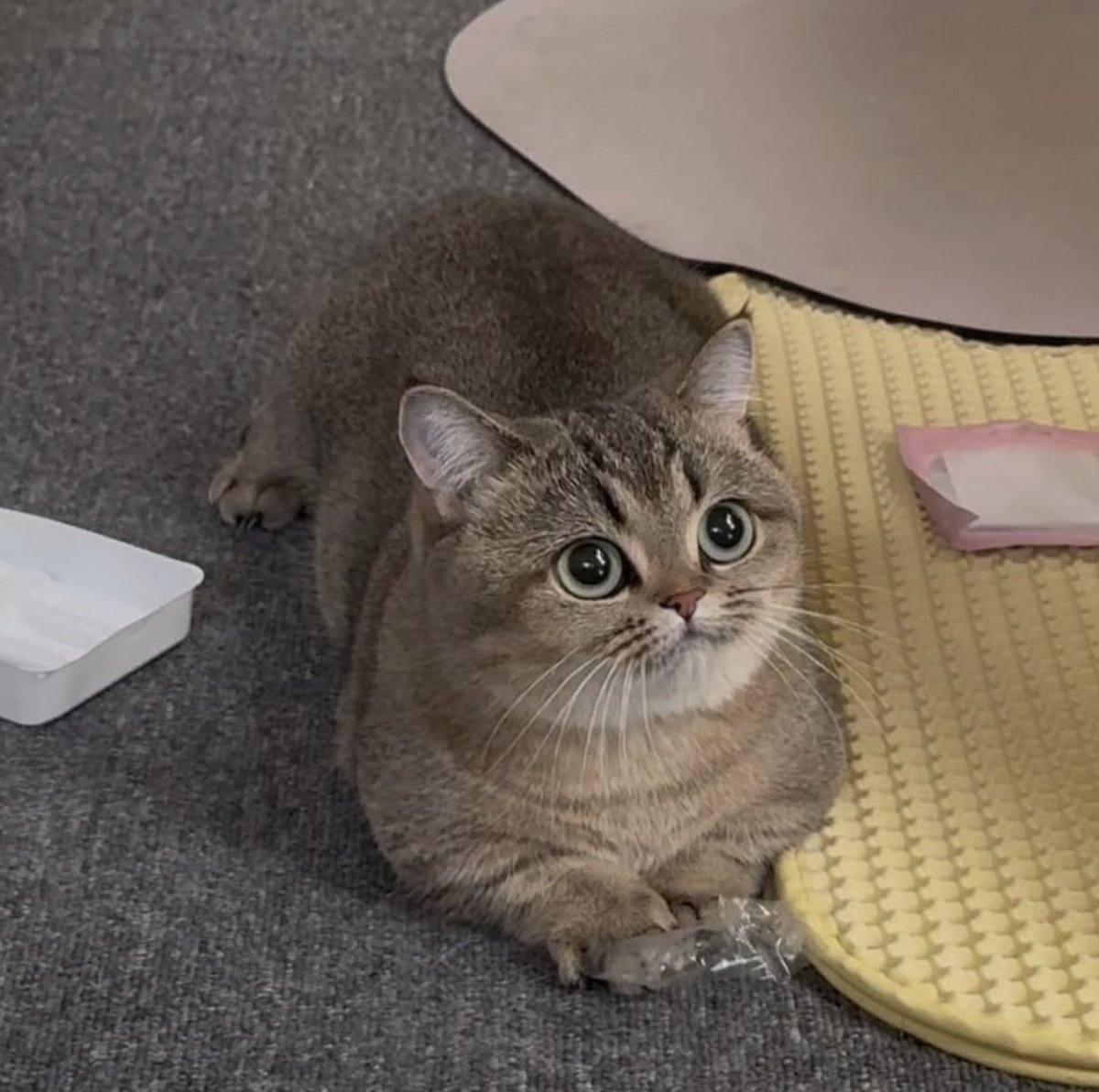 If you have snacks, we’re best friends :3