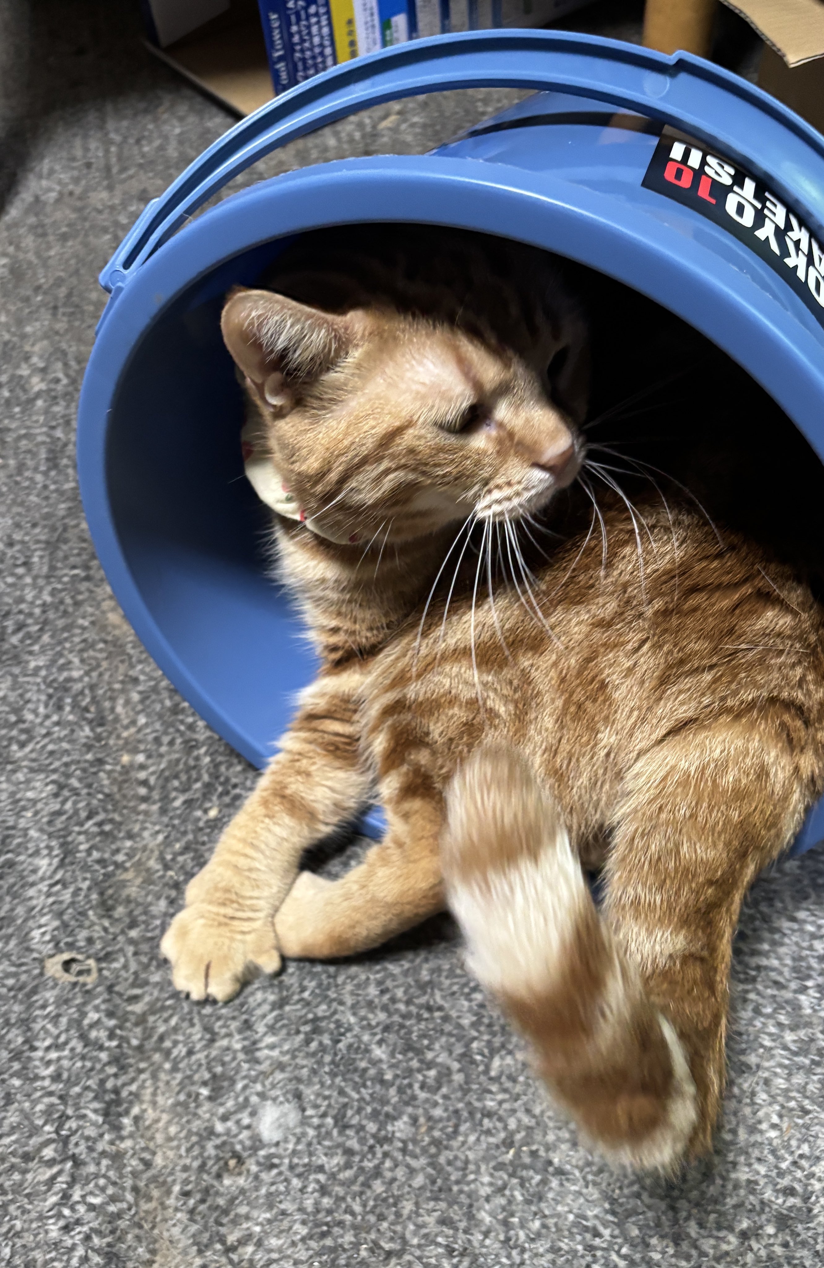 ねこ エルちゃんの子猫♡ #11月8日生まれ #selkirkrexkitten