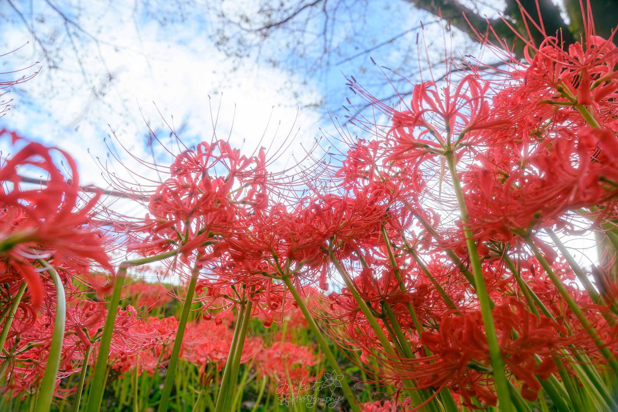 紅花　油絵　F4(242×333mm) 紅花 油絵 F4(242×333mm)