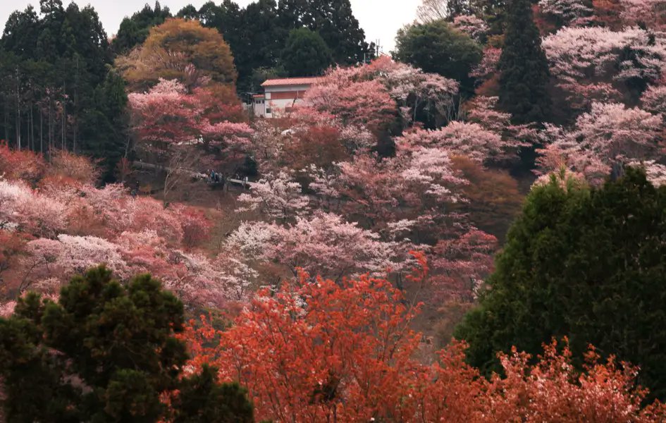 JapanInsiderSe1's tweet photo. Japan transforms completely every single month. April brings cherry blossoms, August delivers 20,000 fireworks over Tokyo, November paints Ishikawa in vibrant reds. Your perfect timing depends on what excites you most. https://t.co/tHhCjygtcu