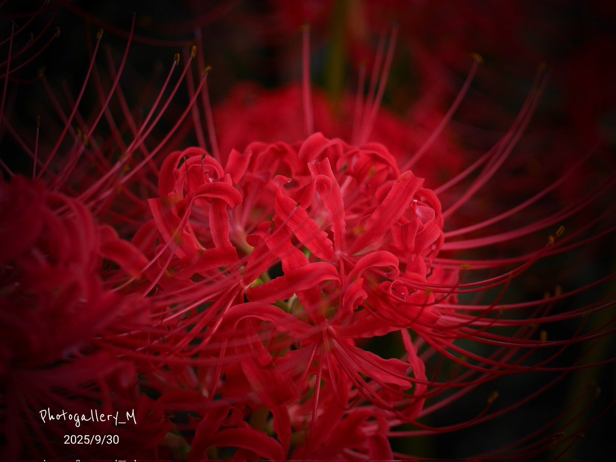 Photogallery_M's tweet photo. 📸  彼岸花
御無沙汰ﾃﾞｽ。
久々の写活...  (•́ε•̀;ก)💦

#花photo
#写真が好き
#彼岸花 https://t.co/feWUSI6MGh