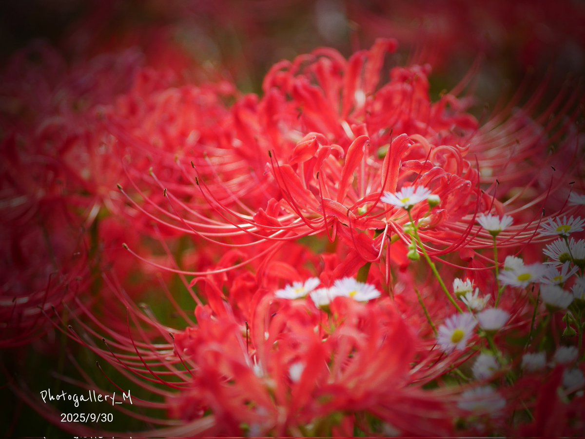 Photogallery_M's tweet photo. 📸  彼岸花
御無沙汰ﾃﾞｽ。
久々の写活...  (•́ε•̀;ก)💦

#花photo
#写真が好き
#彼岸花 https://t.co/feWUSI6MGh