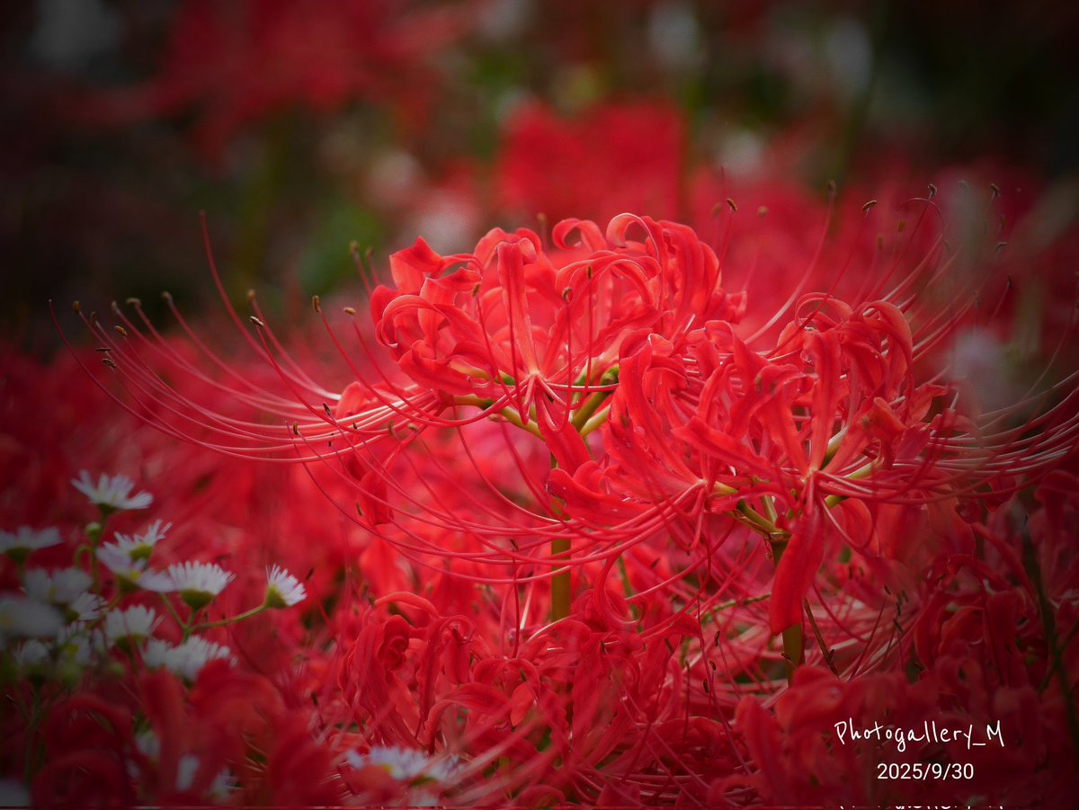 Photogallery_M's tweet photo. 📸  彼岸花
御無沙汰ﾃﾞｽ。
久々の写活...  (•́ε•̀;ก)💦

#花photo
#写真が好き
#彼岸花 https://t.co/feWUSI6MGh