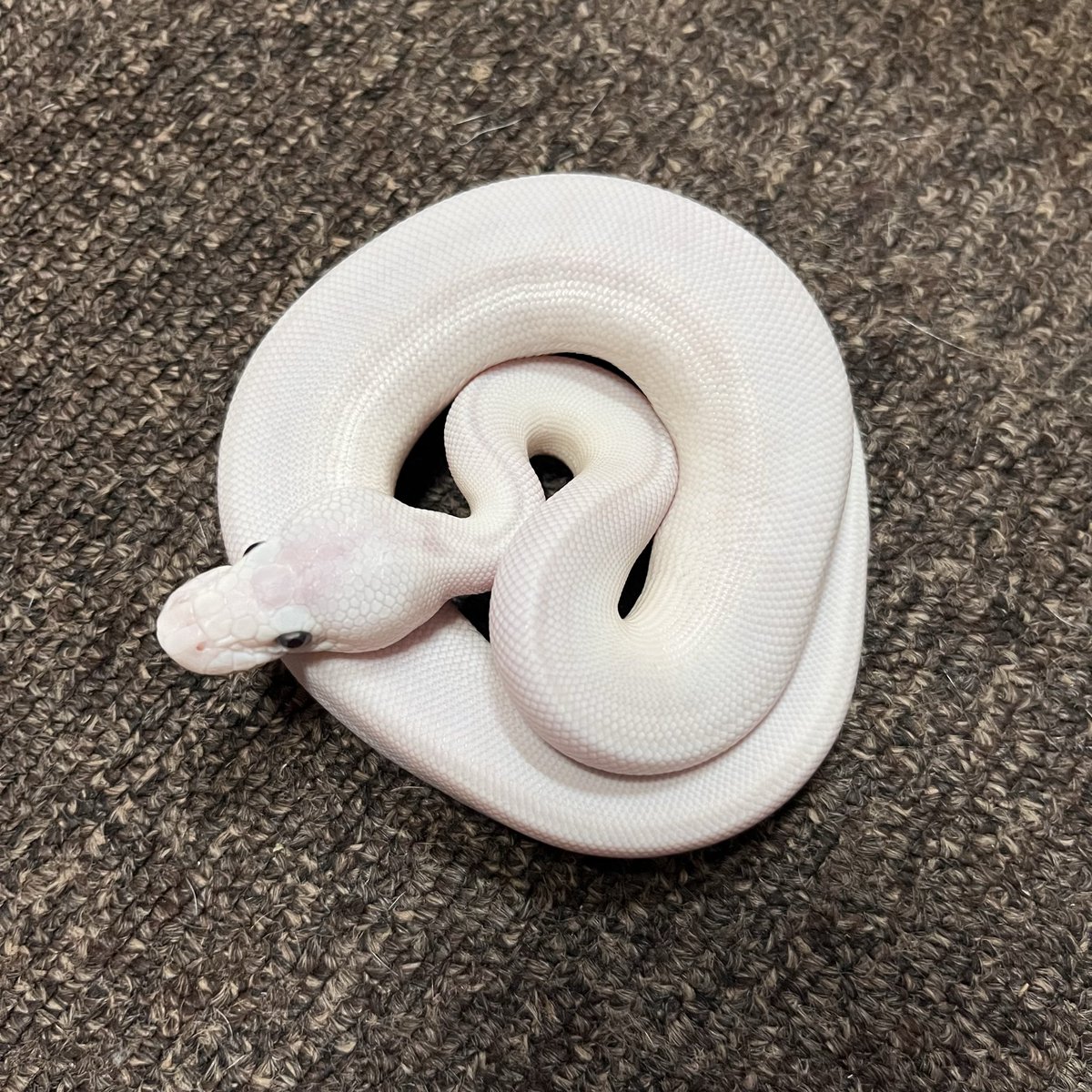 Ballpython_JP's tweet image. 販売åäœ
åå絊é€å®äº=ãšãã¶ãåžã«ãŠè²©å£²èŽããŸã
ã¿ãŒãããŒã¿ãŒã¢ã€ ãªã¥ãŒã·â
50% poss het Ghost
DïŒ7ïŒã2025CB
ïŒåè
¹DïŒïŒïŒãšïŒé å±
ããŸã
#burikura