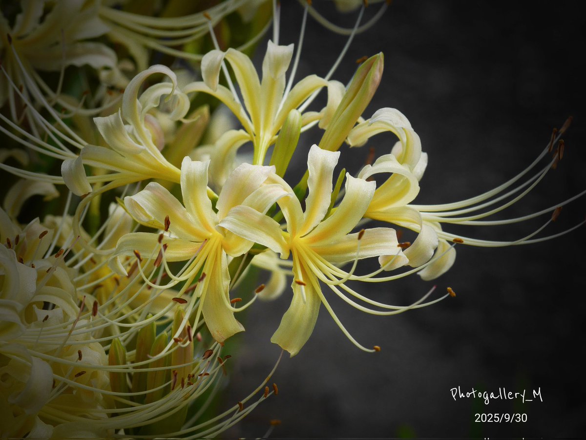 Photogallery_M's tweet photo. 📸  彼岸花 (白)

#花photo
#写真が好き
#彼岸花 https://t.co/hKsP2W2YsW