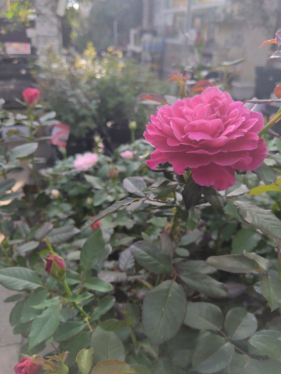 ガーデンセンター瑞穂店 】 秋バラの季節がやってきました(*'ω'*) まだ