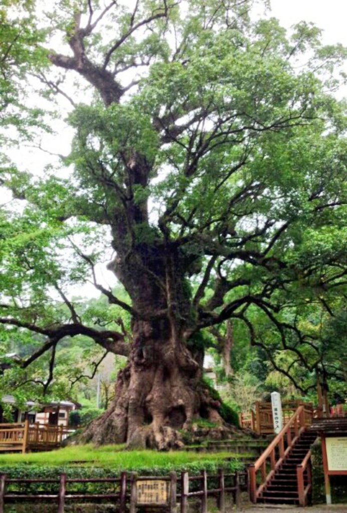 日本一の巨樹
『蒲生の大クス』
樹齢約1600年🌳

存在感ハンパなくて
まるで誰かさんのよう
(*´艸｀*)♡
パワースポット✨️
癒やしです🍀

#10写真部 
#たのしいな会