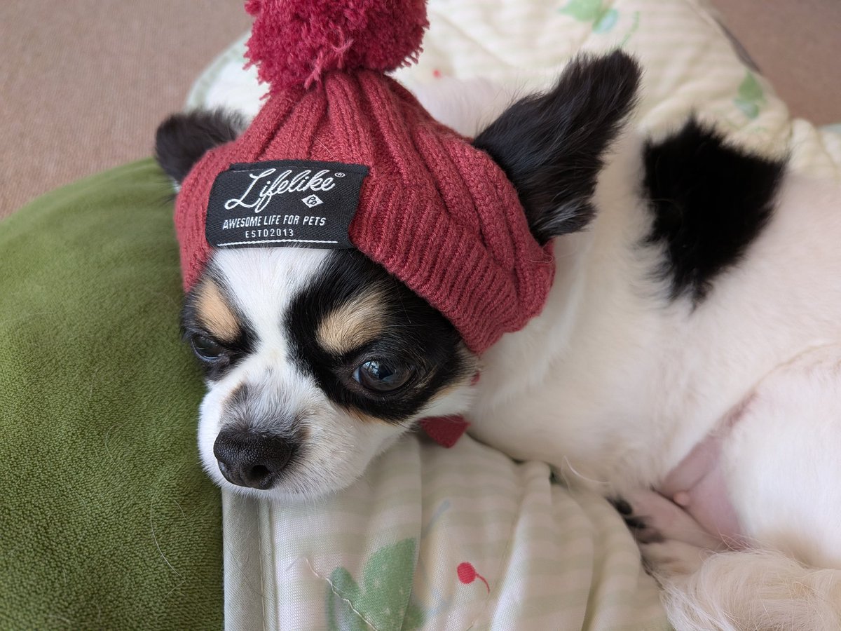 ハンドメイド　リバーシブルポンチョ　オーダー小型犬 ハンドメイドリバーシブルポンチョオーダー小型犬