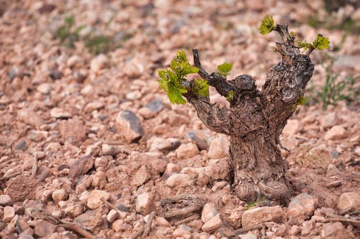 Nanoparticle Treatments Show Promise Against Deadly Grapevine Trunk Diseases

International study finds silver-selenium nanoparticles reduce fungal infections, offering hope for sustainable vineyard disease management.
vinetur.com/en/20250930917…