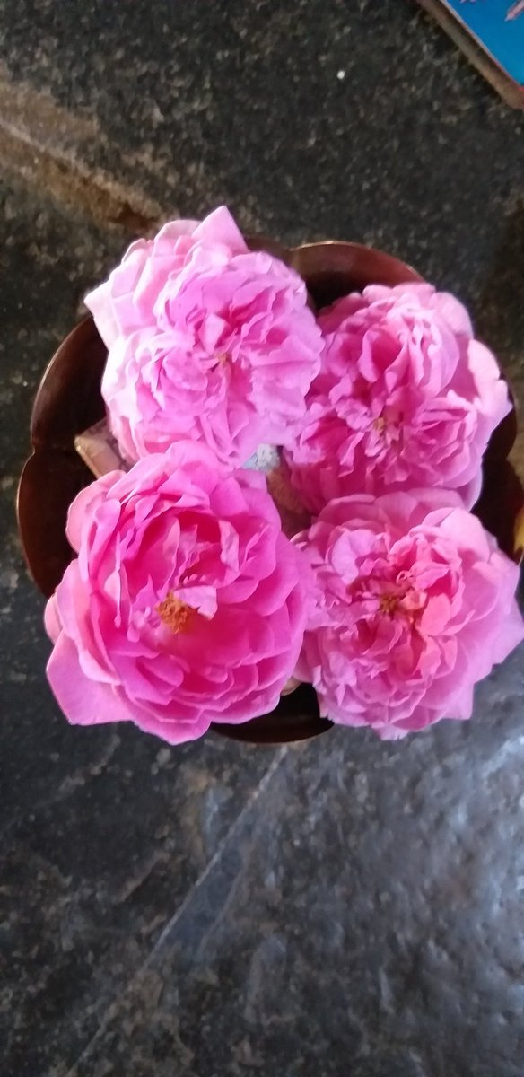 ROHITKUMBHOJKAR's tweet photo. It's #Pink .
#FlowerSpeaking
#theme_pic_India_pink
#RohitKClicks https://t.co/tNarYIbiTj