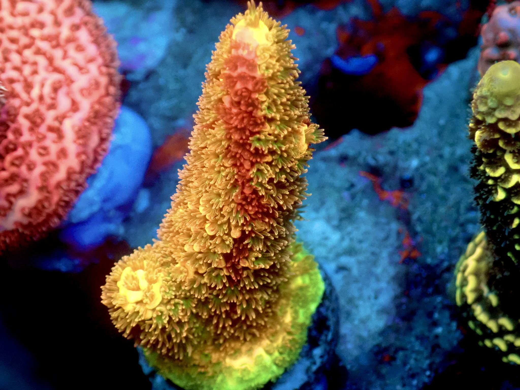 ミドリイシさん、 CE Acro Tortuosa Grape Vine いっときグリーンに偏りましたが