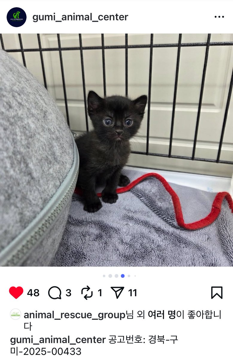 imhumptydumpty's tweet photo. 해리가 있었던 구미센터에 올라온 아가고양이. 입양홍보해요. 
화나지않았어요. 아 눈썹이 정말 매력적. 
인스타 계정: @gumi_animal_center
보호소 트윗 계정은 없나봐요. https://t.co/eiaJgqzVSa