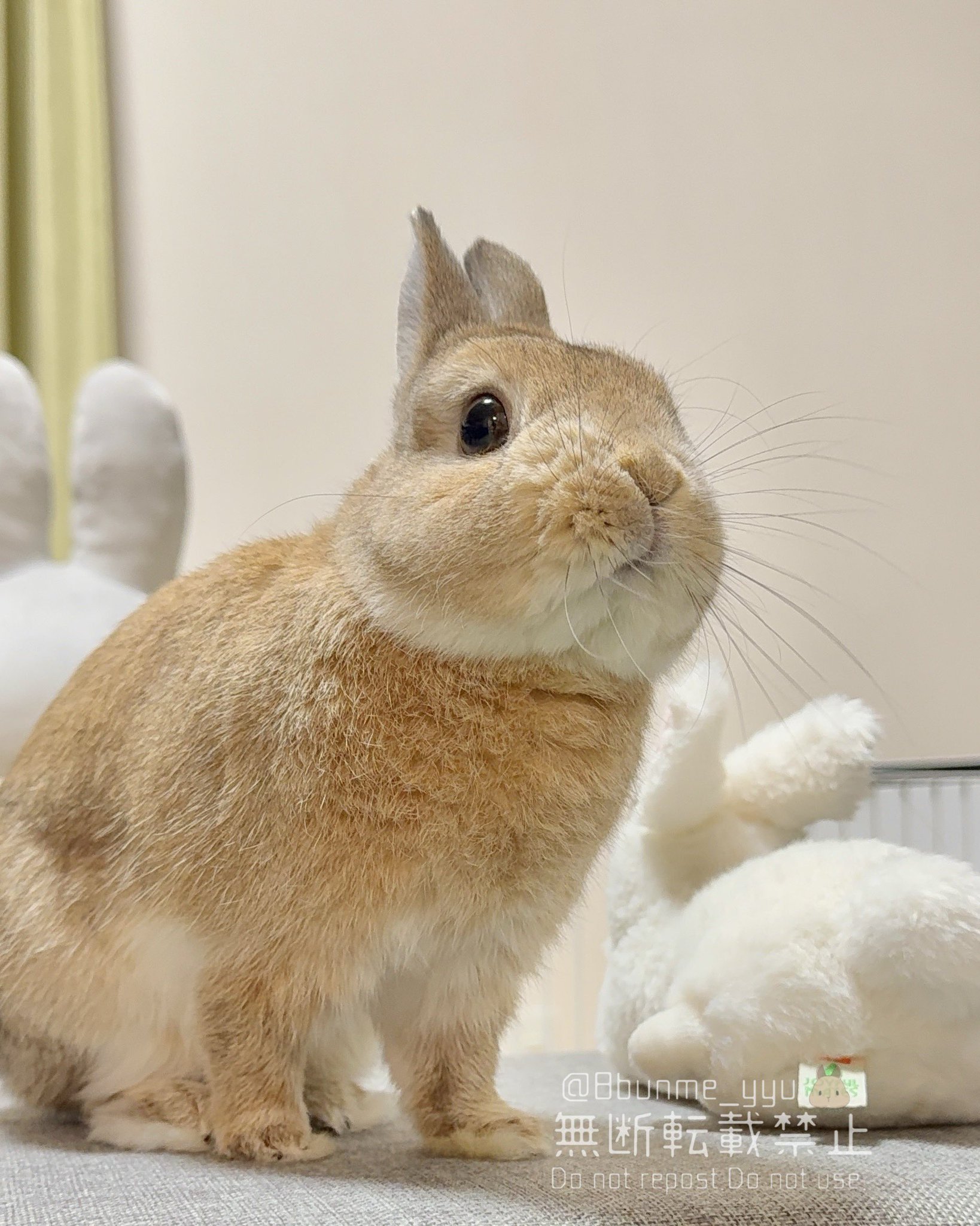 うさぎ✨ うさぎのうい🐰 on X: 