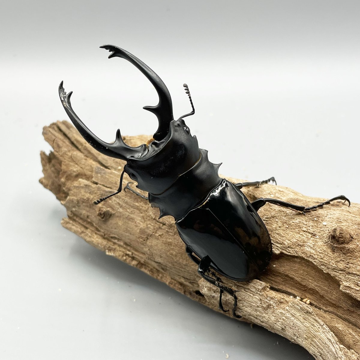 新着情報
先週入荷済みのタイ便、ゴホンツノカブトやオオケバネカナブンなどは既に店頭でご覧いただいておりますが、フィリピン便も入荷しました！インターメディアやミンドロ島ギラファノコギリ（マキタイ亜種）インペリアリスなど。