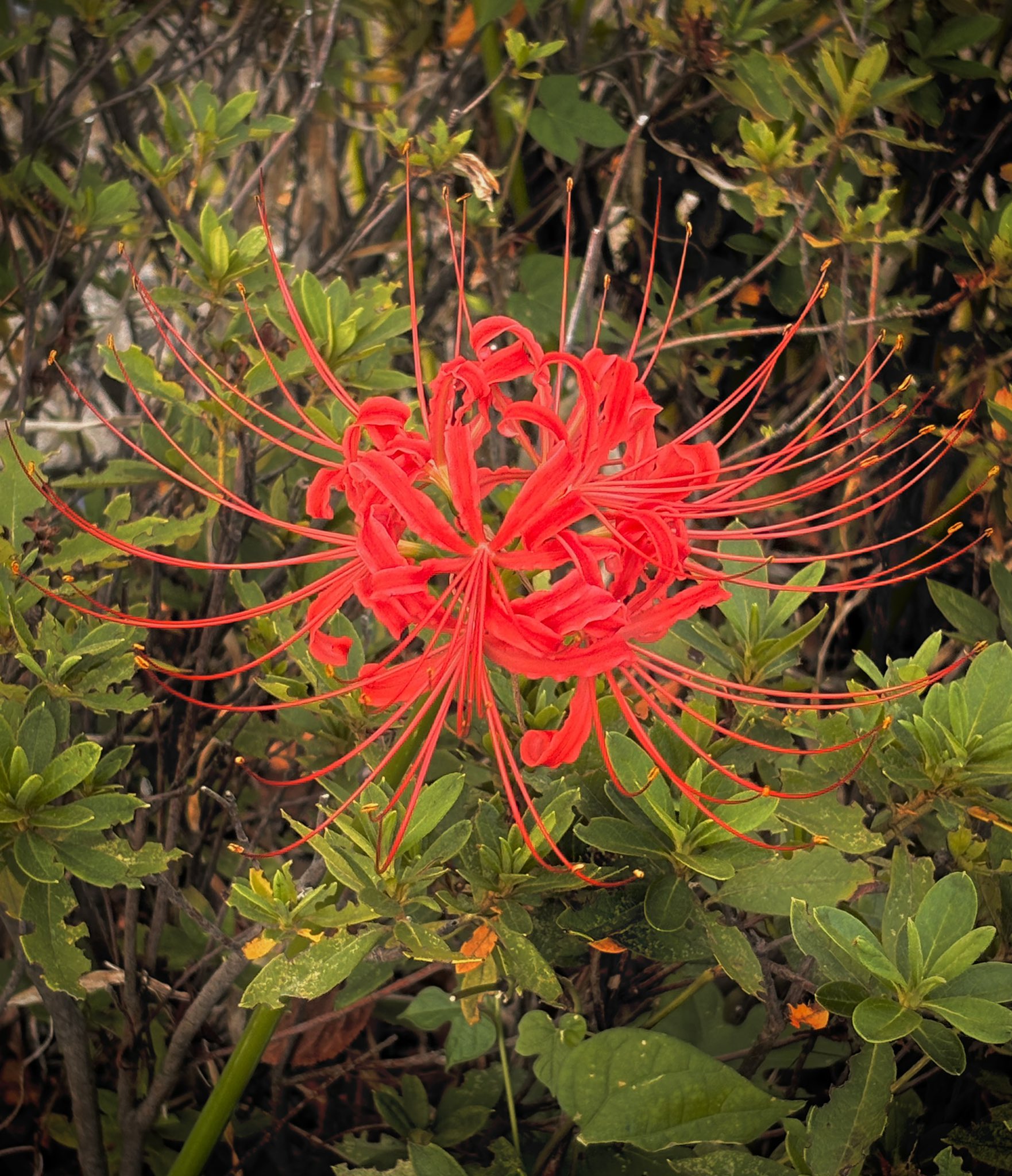 青咲花星🌠通販開始 on X: 
