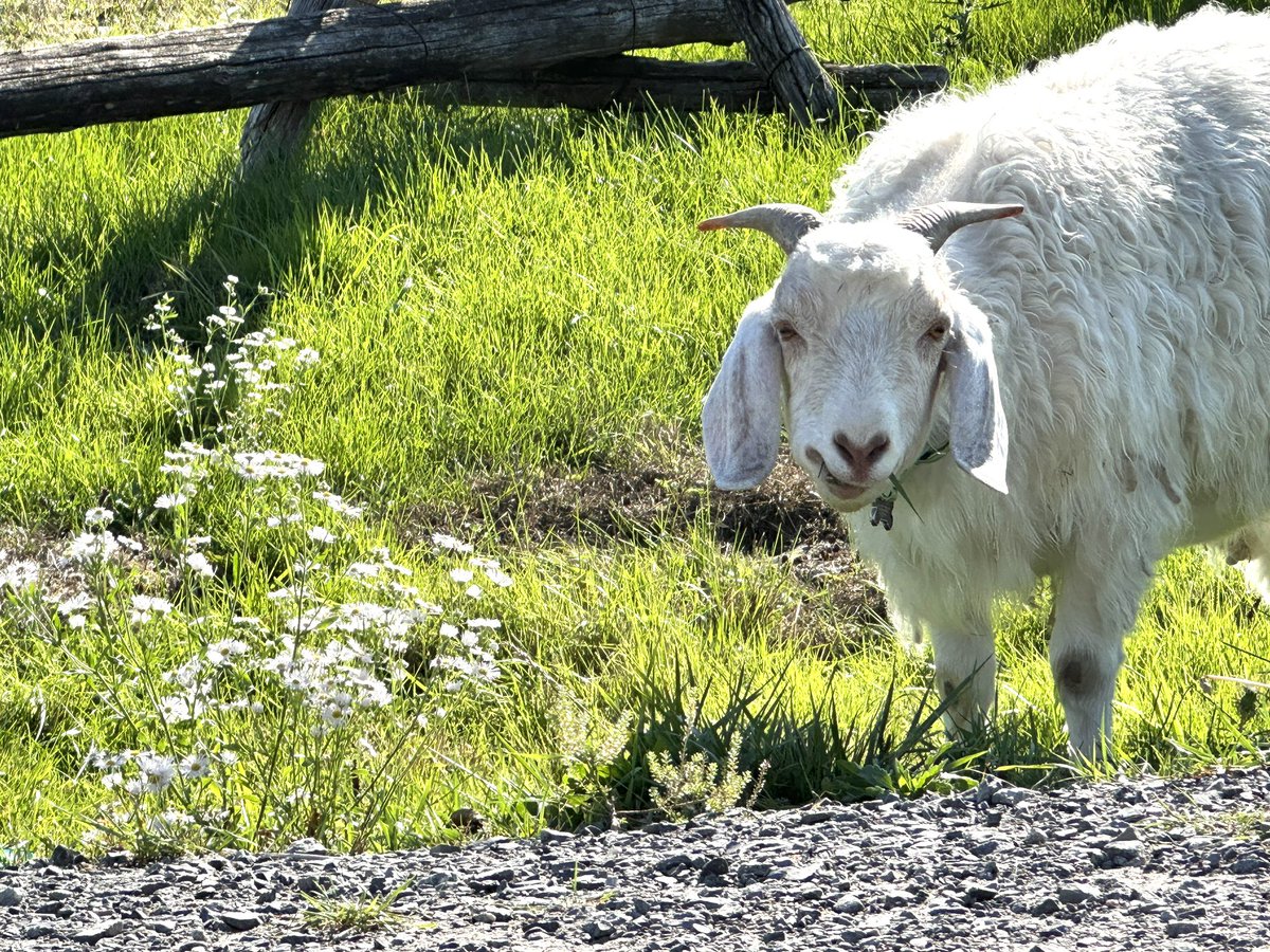 ADifferentLight's tweet photo. Funnest photo taken yesterday - during a visit to Madahoki Farm outside of Ottawa, a very friendly angora goat named Pickles #travel #canada #Ontario #photography #animals https://t.co/TLebXtERN3