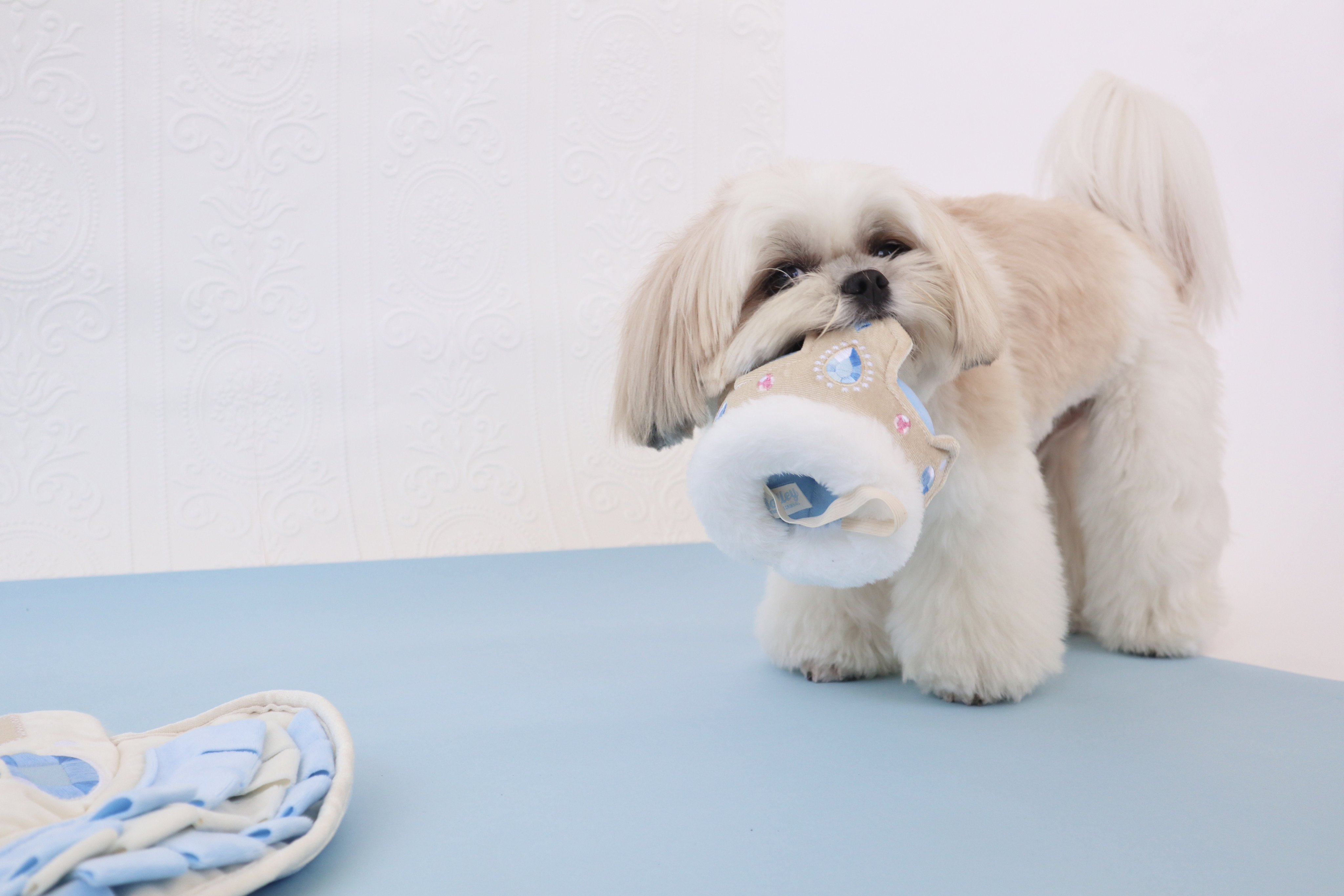 Doggy Box(ドギーボックス) (@doggybox_jp) / X