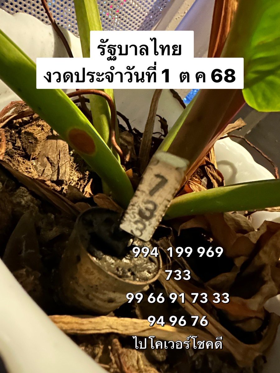 taew2482's tweet photo. 📣รัฐบาลไทยงวดประจำวันที่ 1 ตุลาคม 68 https://t.co/fDykGJ1jr5