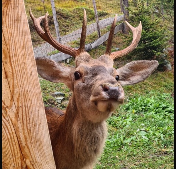 Morto il cervo Bambi della Valmalenco tinyurl.com/8vs66pfk
