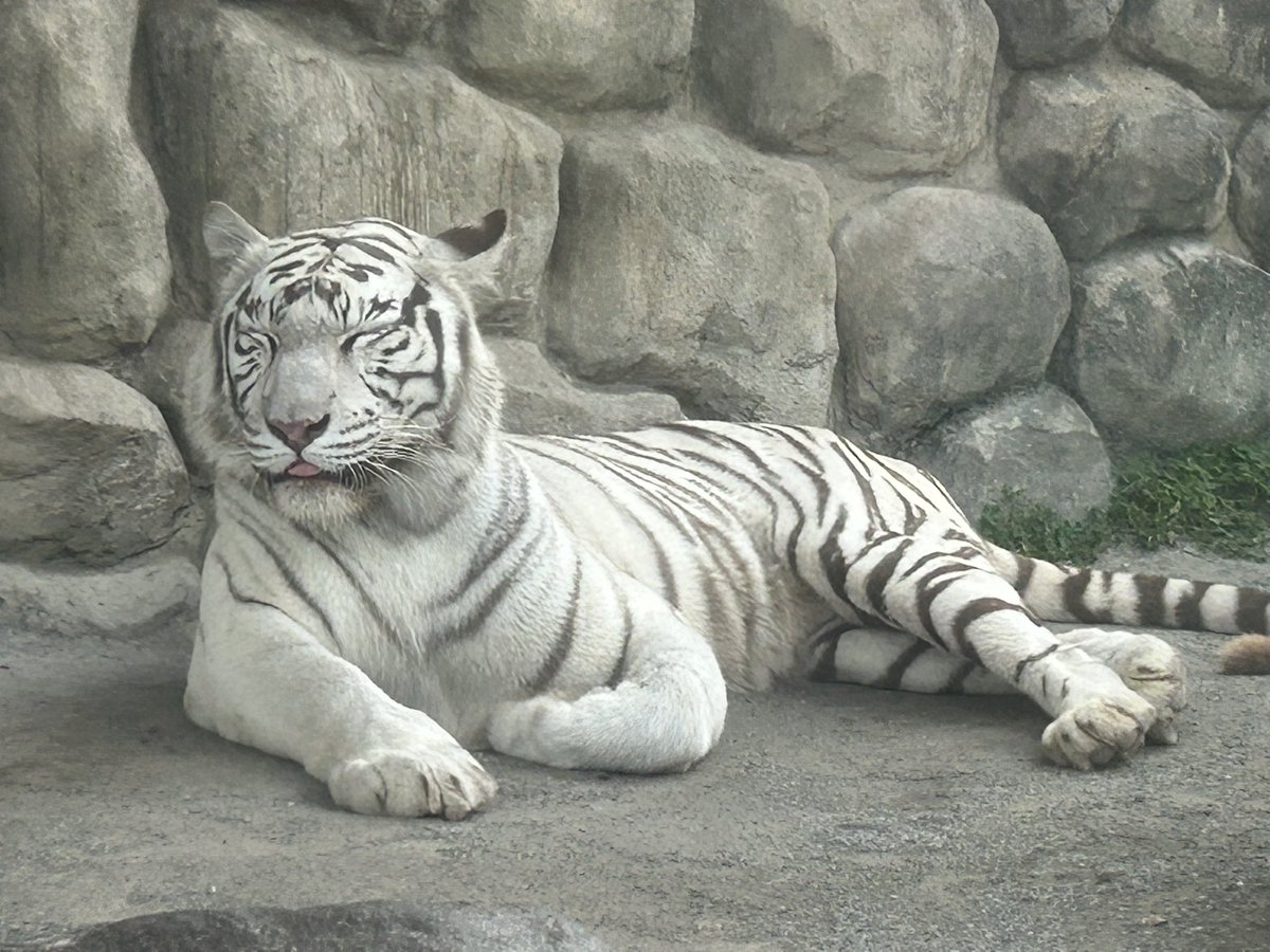 チャルリズです。　猫　ホワイトタイガー b9672a561b3c7691743fa60fcc93d5