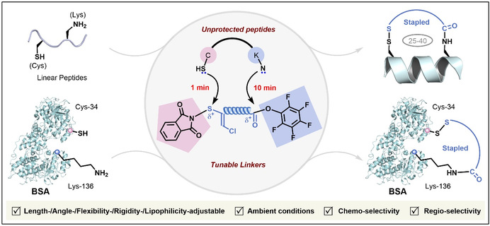 JiangxfGroup's tweet photo. We built a tunable asymmetric stapling library that:
✅ Precisely controls peptide conformation &amp; function
✅ Enables specific crosslinking of unprotected peptides in complex biological settings
A new tool for chemical biology &amp; drug discovery!
DOI:10.1093/nsr/nwaf406 #Peptide https://t.co/z9JLCngwTJ