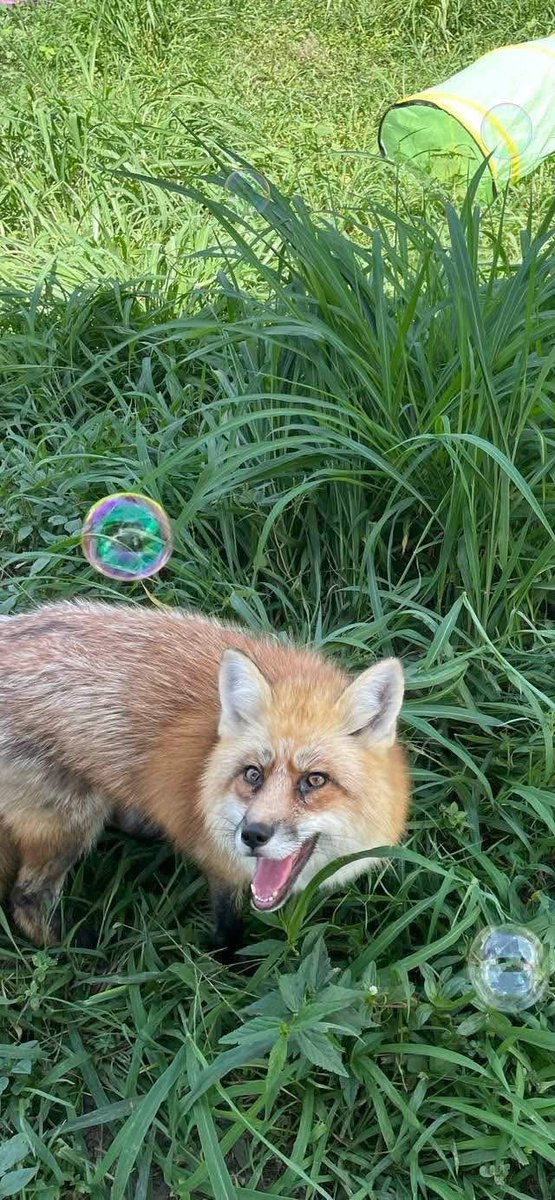 TheFoxLife's tweet photo. Happiness is… a fox and some bubbles 🦊✨💭 https://t.co/9PonCzxpsz