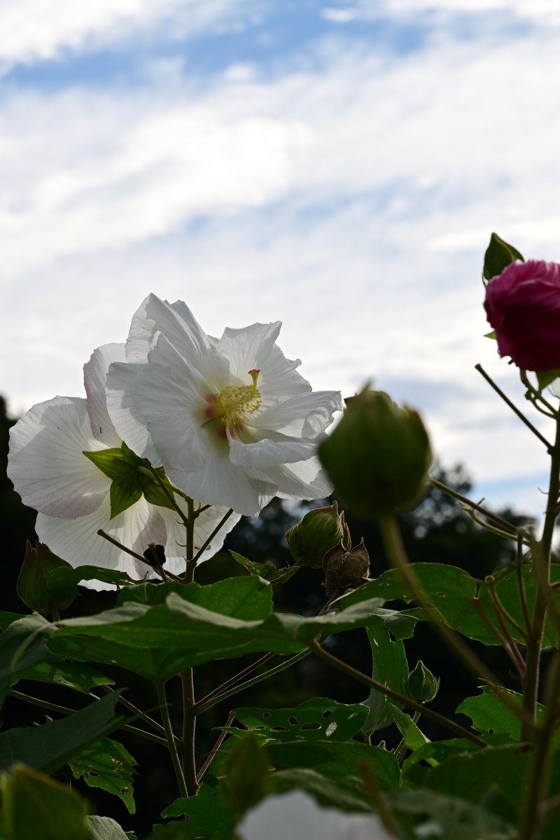 PAPUA_PHOTO's tweet image. 酔芙蓉
酔芙蓉の花言葉：「心変わり」「幸せの再来」「繊細な美」

#TLを花でいっぱいにしよう
#写真好きな人と繋がりたい