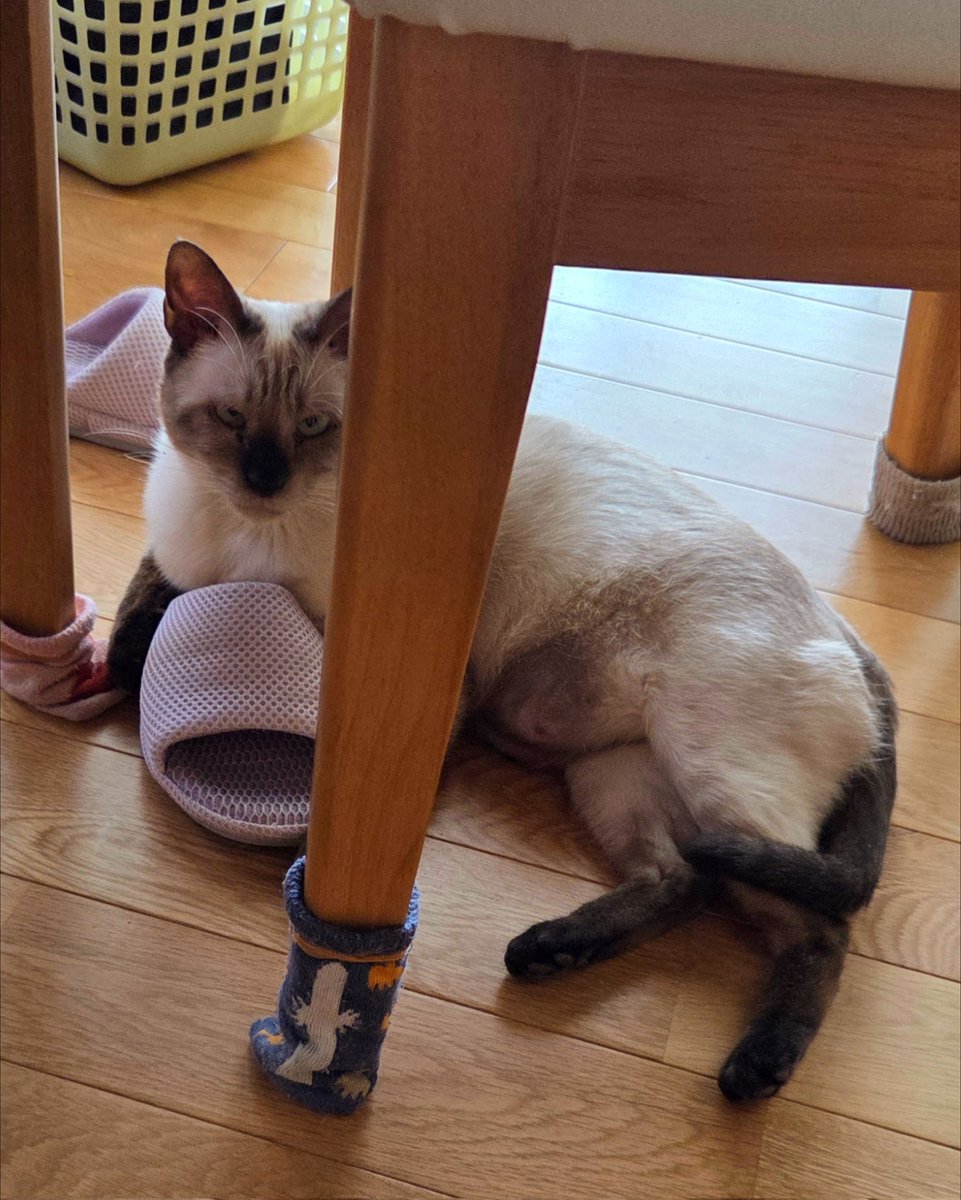 静かだなって思ったらスリッパ守ってた
#猫 #ねこ