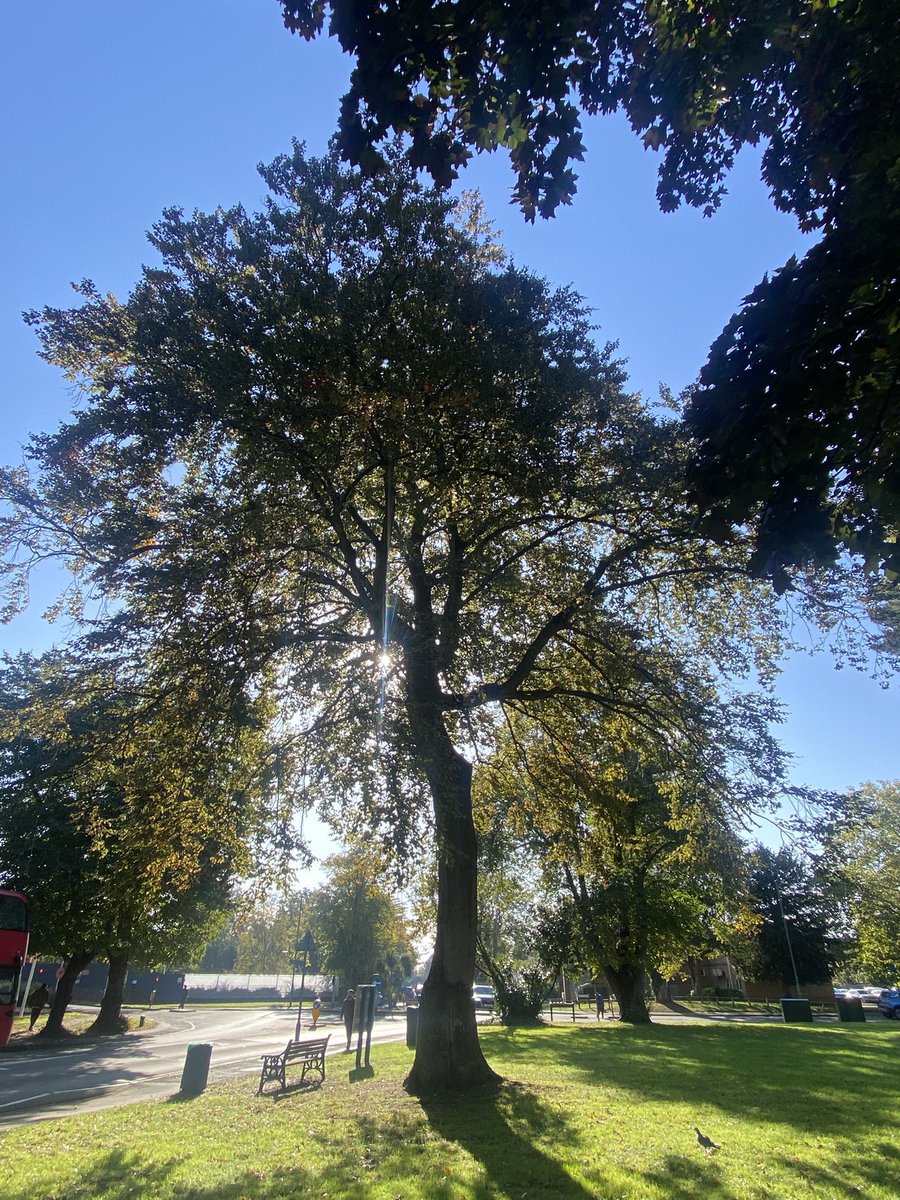 EszterEsztero's tweet image. Farewell to September 🍁🍂

#monthend 
#welcomingautumn 
#trees