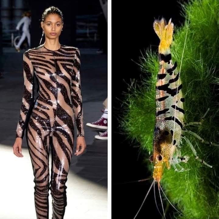 (Cianci Ulises) (@cianciulises) on Twitter photo 