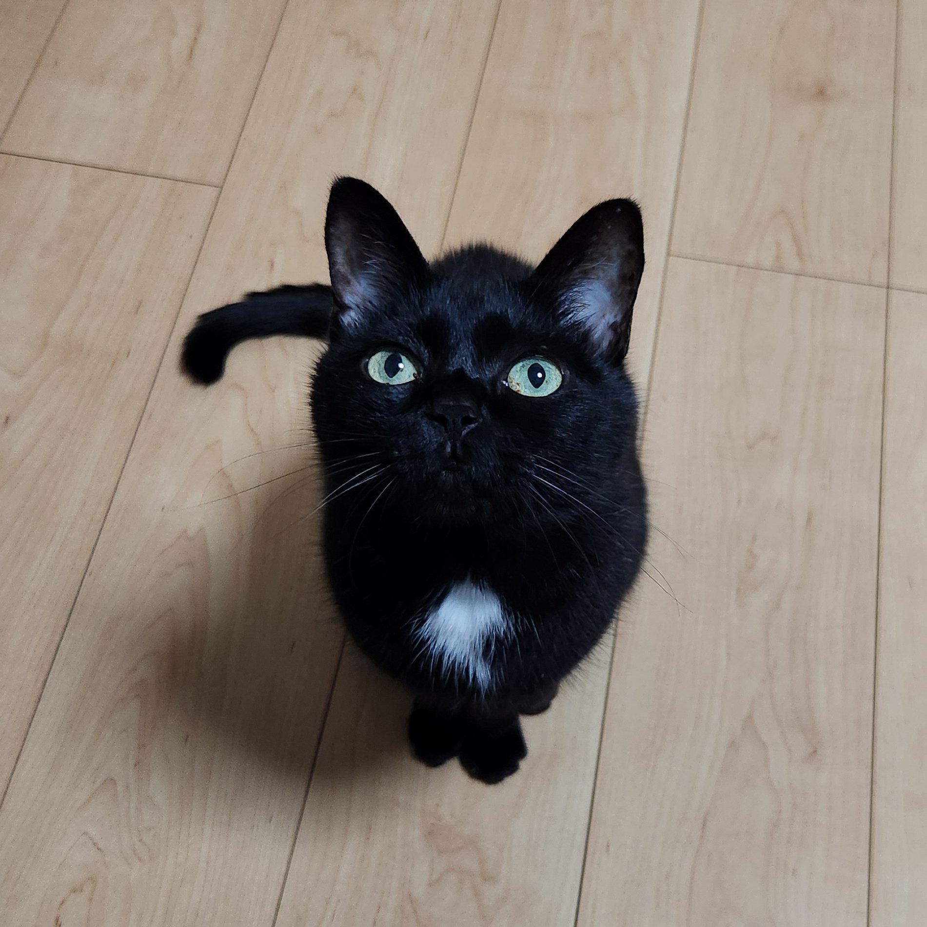 ♡黒猫( ΦωΦ )♡とまとめ おは☀️ なかよち🫶🖤 毎日が一瞬で終わる😳 起きたら