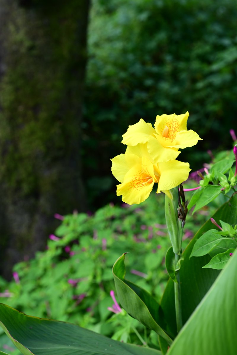 PAPUA_PHOTO's tweet image. カンナ
カンナの花言葉：「情熱」「妄想」「快活」

#TLを花でいっぱいにしよう
#写真好きな人と繋がりたい